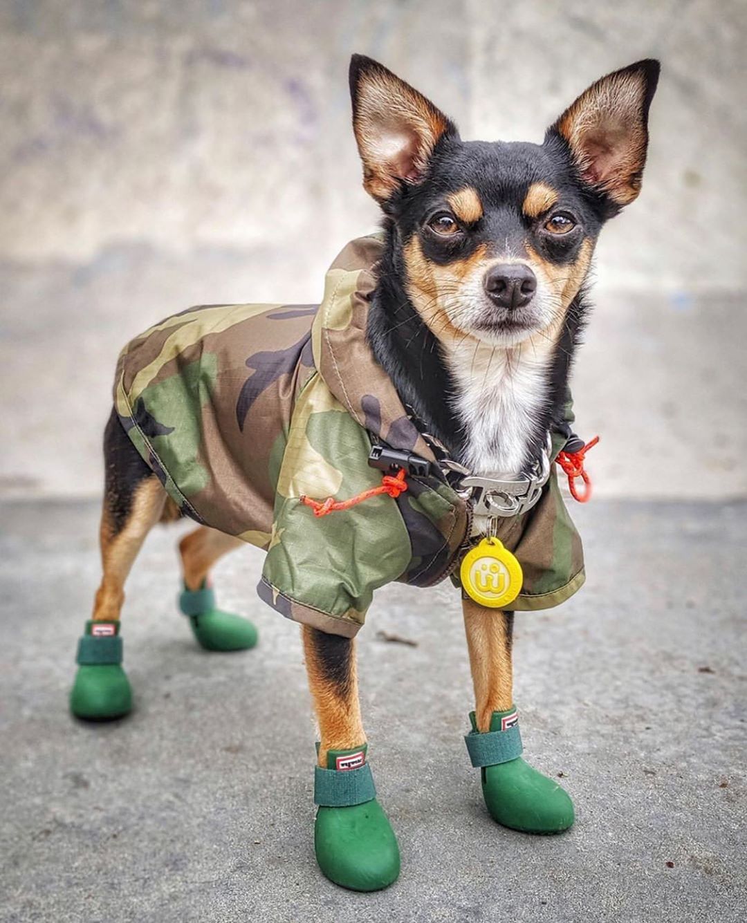 Wagwear booties hot sale